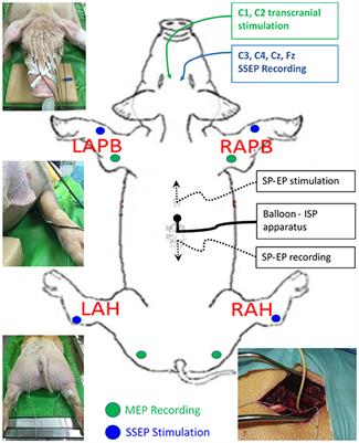 Integration of multiple prognostic predictors in a porcine spinal cord injury model: A further step closer to reality